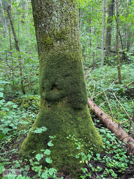 Homalia trichomanoides